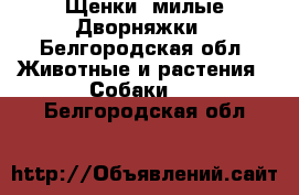 Щенки, милые Дворняжки - Белгородская обл. Животные и растения » Собаки   . Белгородская обл.